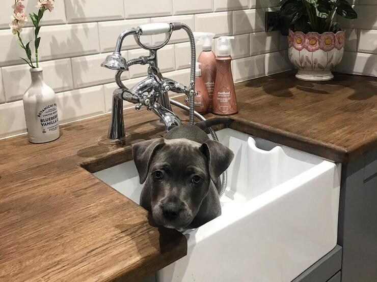a dark grey kitchen idea for pets with belfast sink, wooden worktops, and chrome handles. 