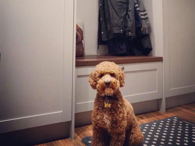 Pet storage using a grey shaker kitchen cupboard and drawer storage with chrome handles.