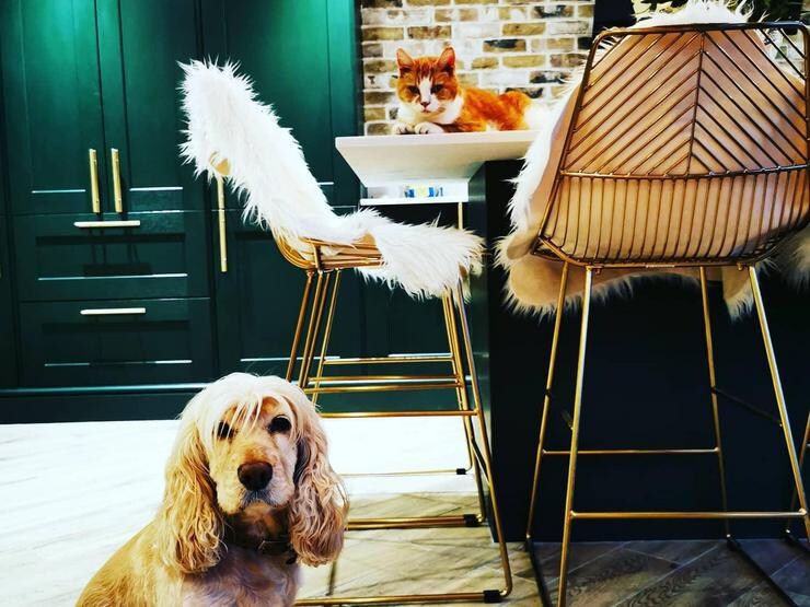 A green shaker kitchen designed for pets with copper handles, white worktops, and kitchen island feature. 