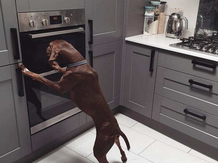 A slate grey pet-friendly kitchen using shaker doors with matt black handles and built in ovens. 