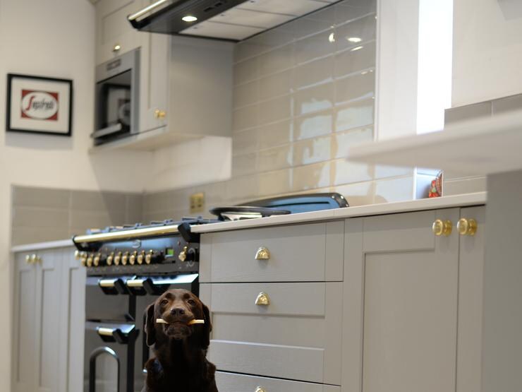 a dog sat in a grey shaker kitchen which includes a large chimney cook hood. 