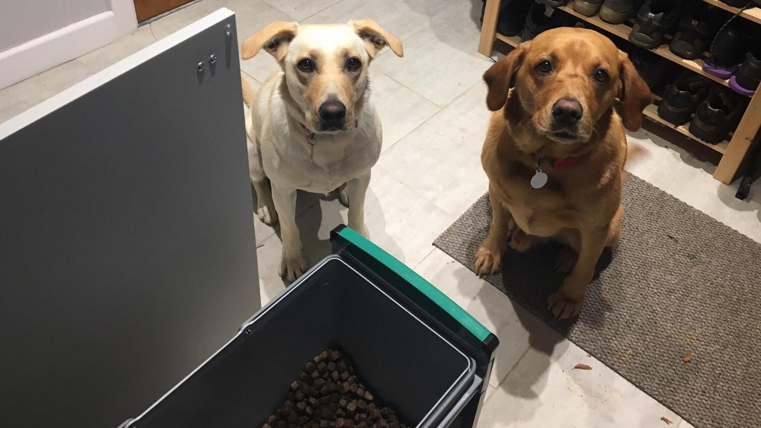 Two dogs in a pet-friendly kitchen which uses kitchen bins to store dog food for smart pet storage. 