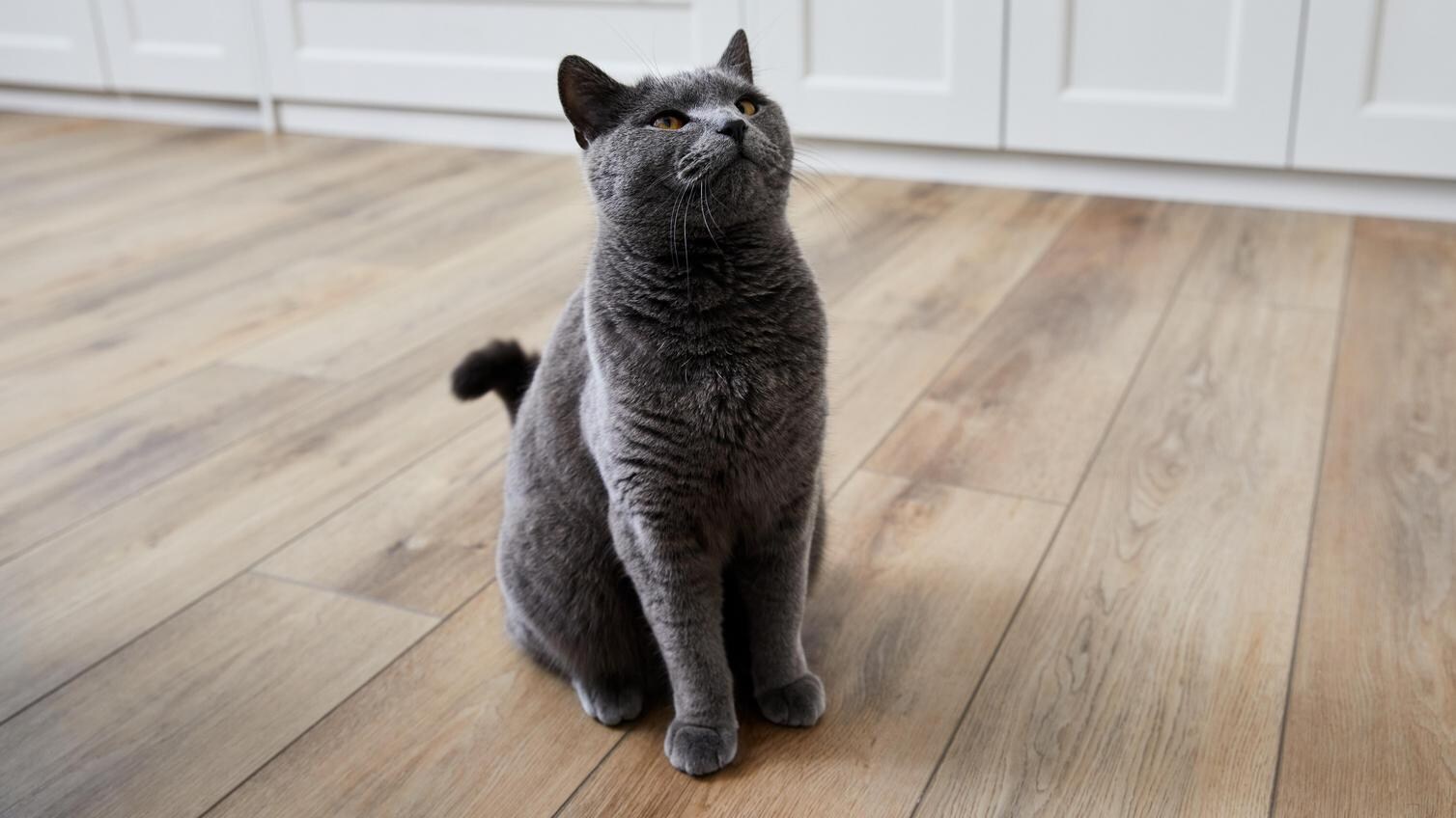 Oake & Gray flooring